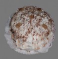 /album/bolos/hpim0364-jpg/